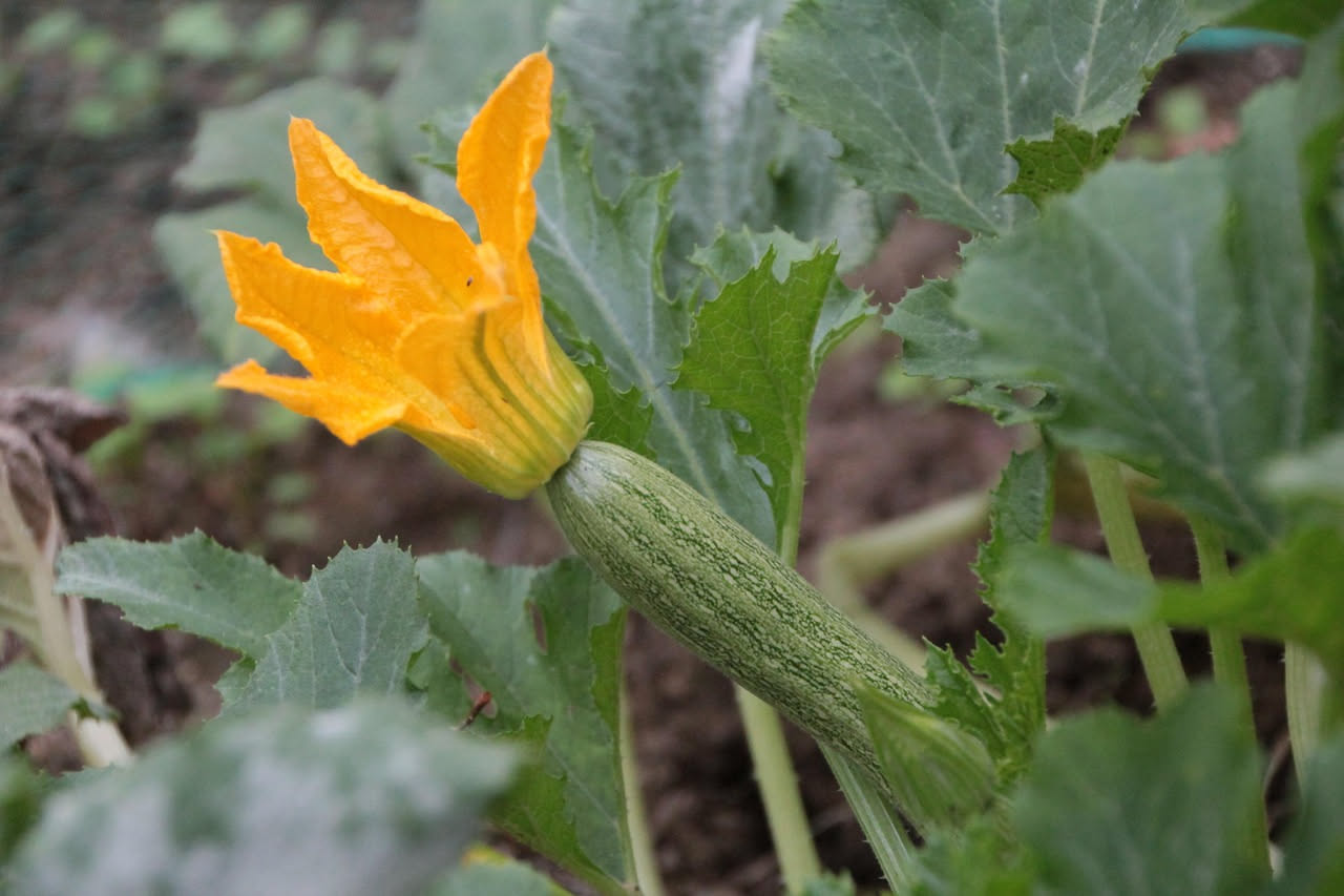 Mano che raccoglie una zucchina verde media da una pianta rigogliosa con fiori gialli e foglie grandi in un orto domestico