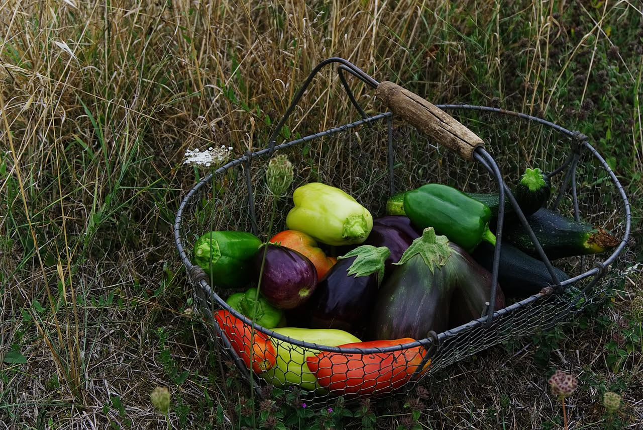 Orto estivo con file di piantine giovani di cavolo e spinaci in crescita, tracce di semina nel terriccio scuro e innaffiatoio in primo piano