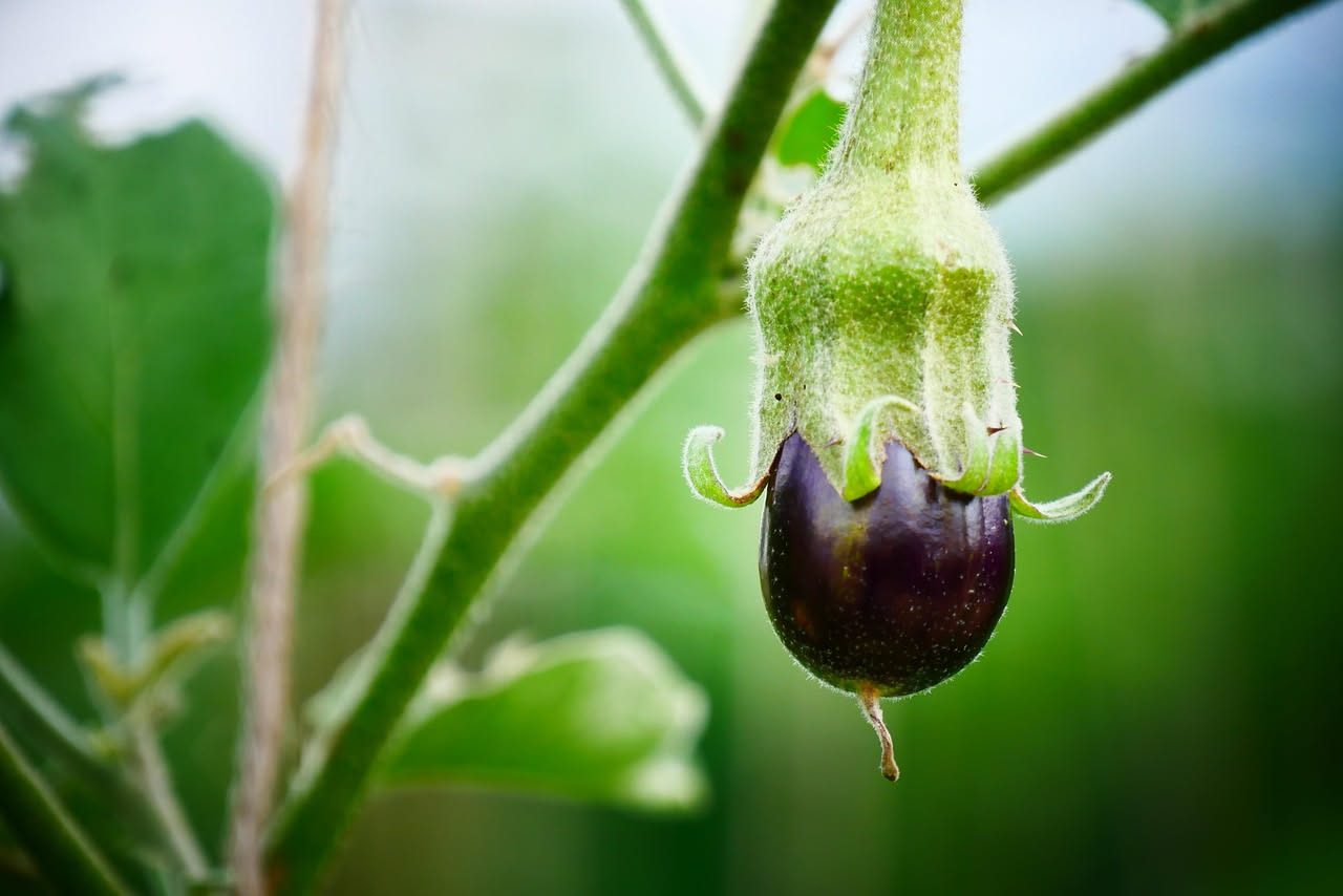 Melanzane viola piccole e non sviluppate su una pianta in vaso durante una giornata soleggiata intensa, con foglie appassite ai bordi
