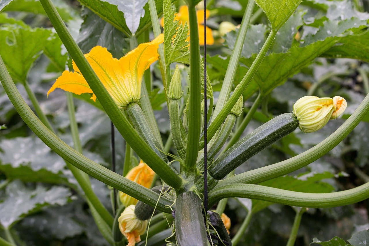 Foglie di zucchina ingiallite e appassite su una pianta con frutti piccoli, in vaso su un balcone soleggiato d'estate