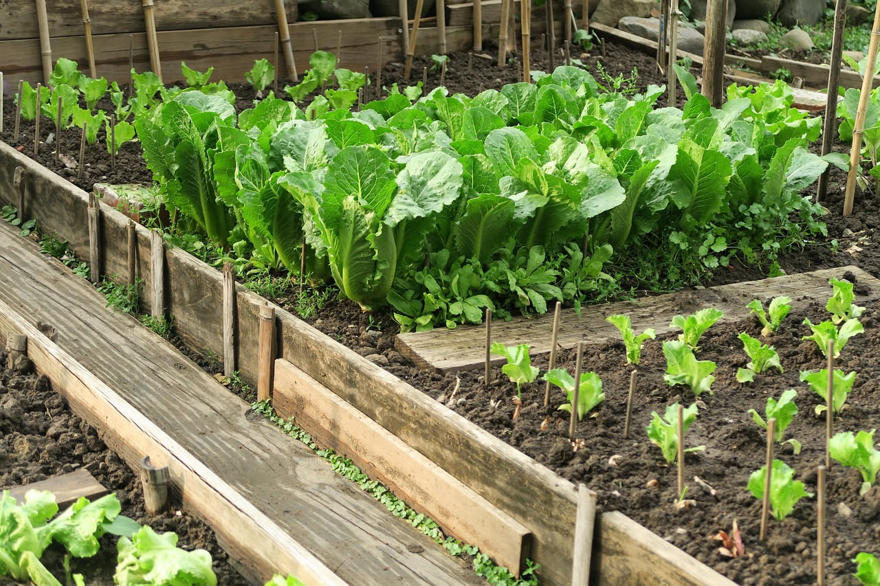 Orto estivo con zucchine gialle e verdi, fagiolini rigogliosi, ravanelli rossi spuntati dal terreno e insalata verde in vasetti di terracotta, sotto sole pieno