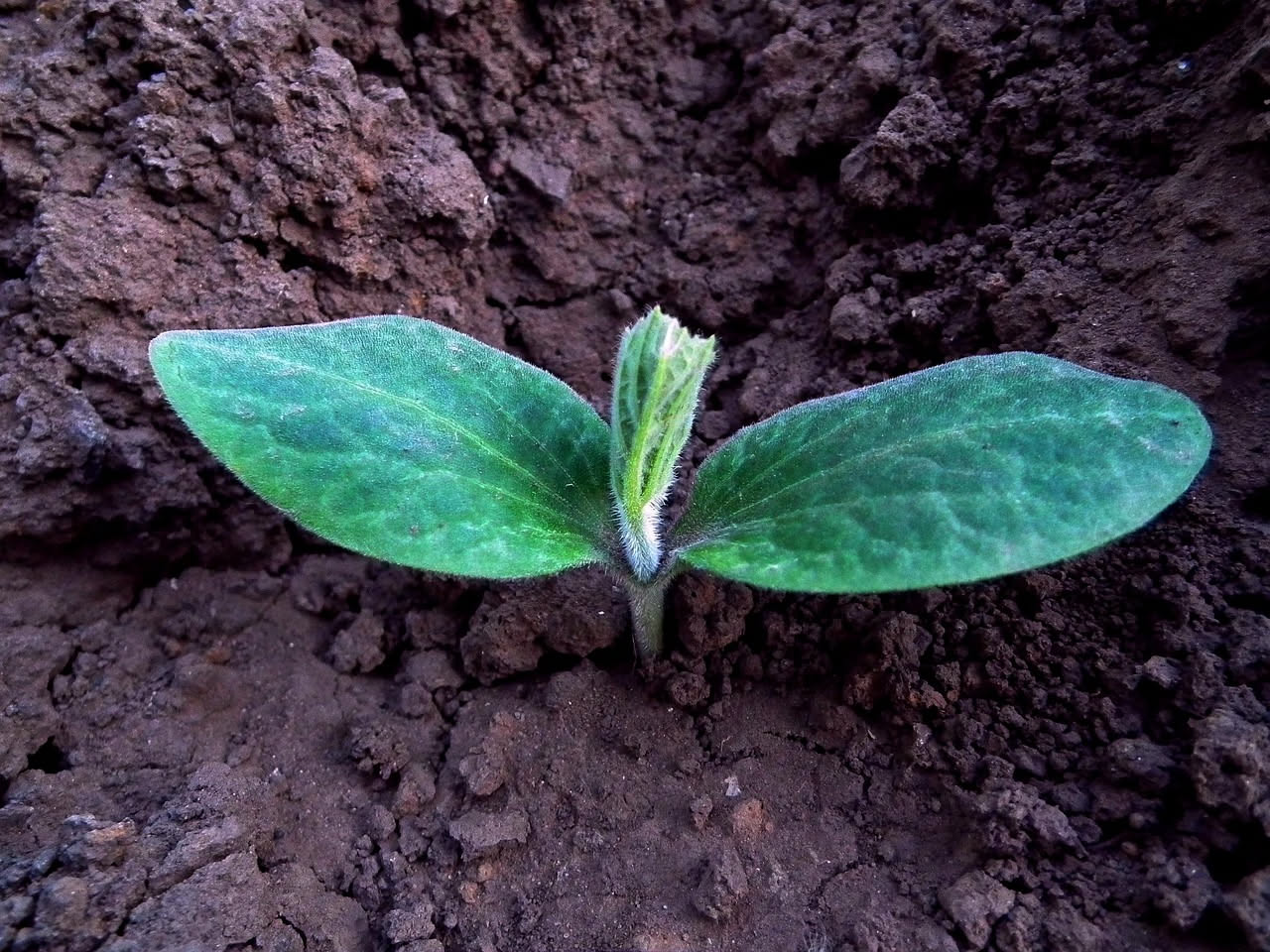 Semenzaio con vasetti di terracotta contenti giovani piantine di rucola e spinaci in primo piano, con orto soleggiato sullo sfondo