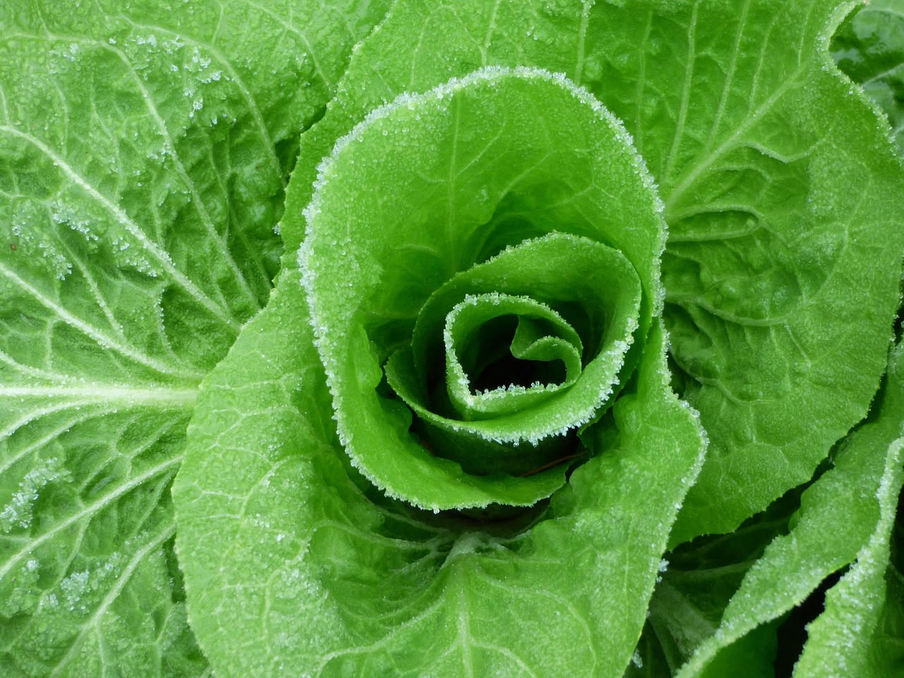 Quali verdure resistono al caldo di luglio: la guida