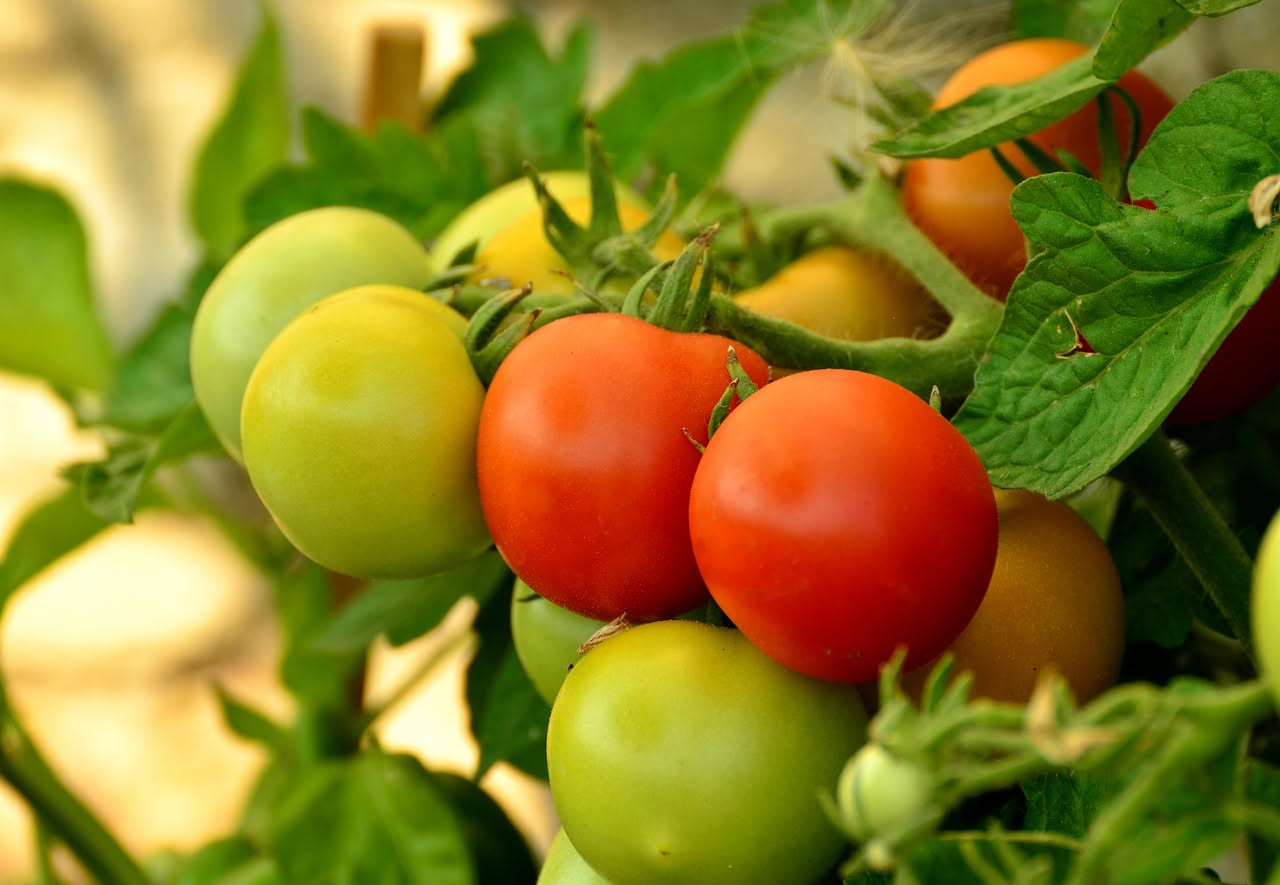 Mano che raccoglie un pomodoro rosso maturo da una pianta rigogliosa in un orto soleggiato, con altri frutti verdi e rossi visibili tra le foglie