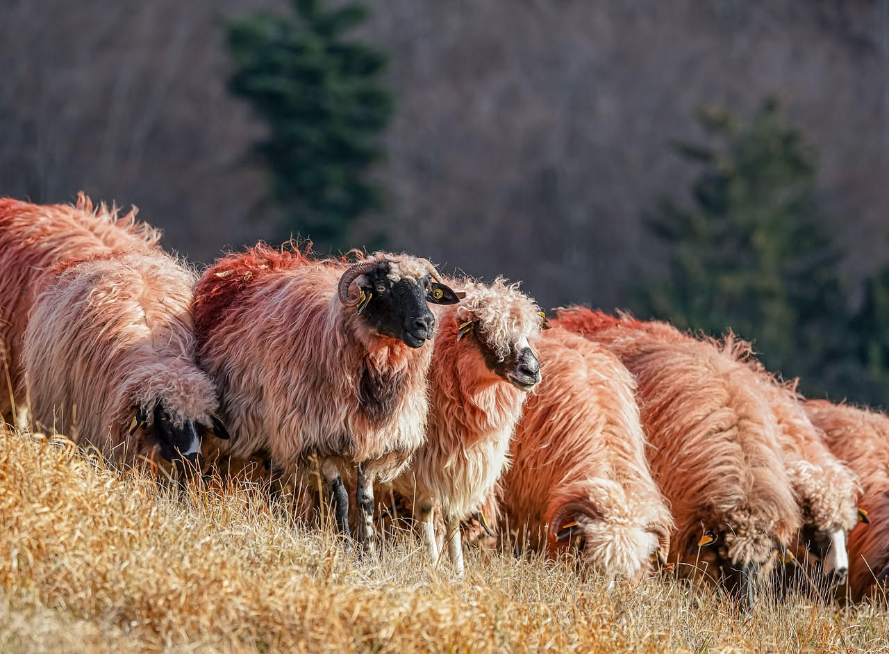 Primo piano di filato di lana shetland arancio e grigio attorcigliato intorno a ferri da maglia, con texture ben visibile della fibra naturale