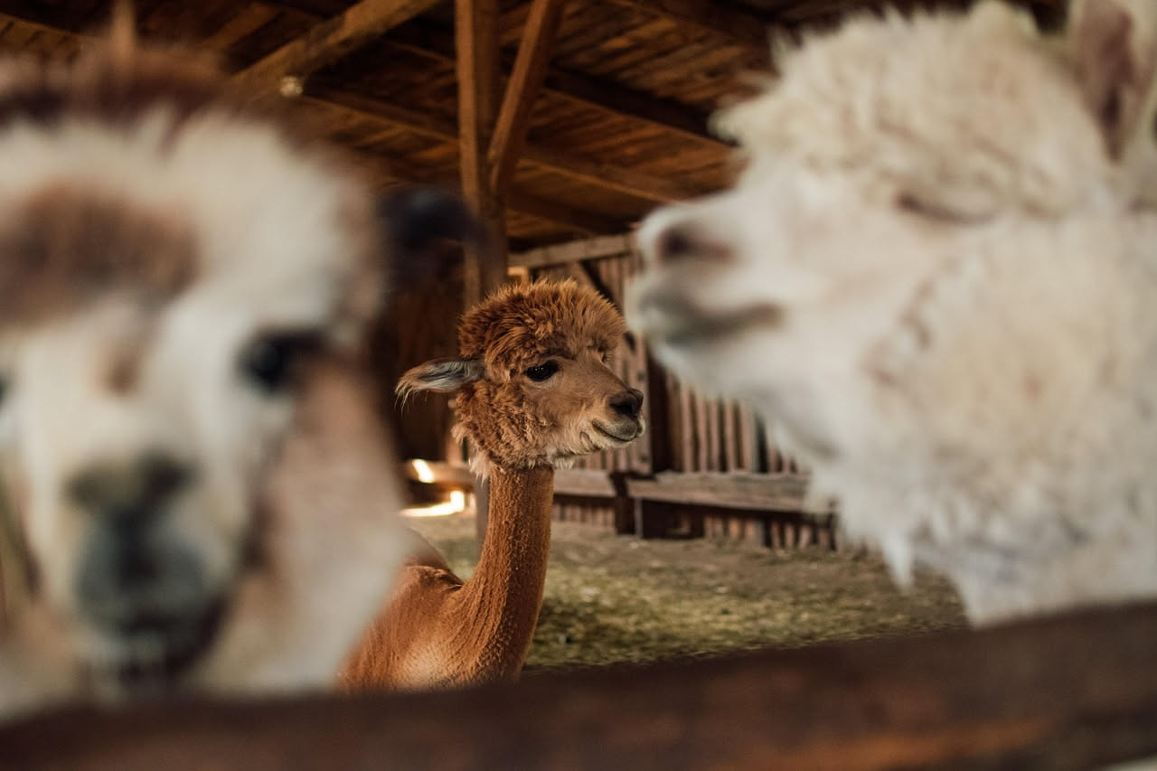 Primo piano di un filato in alpaca grigio chiaro avvolto intorno a un dito, con texture morbida e uniforme, sfondo bianco neutro