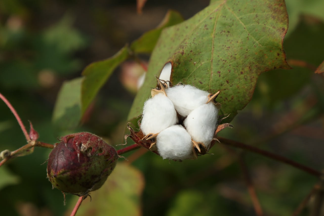 Campo di cotone bianco sotto il sole estivo, con fiori rosa-violacei e capsule cotonose mature pronte per la raccolta