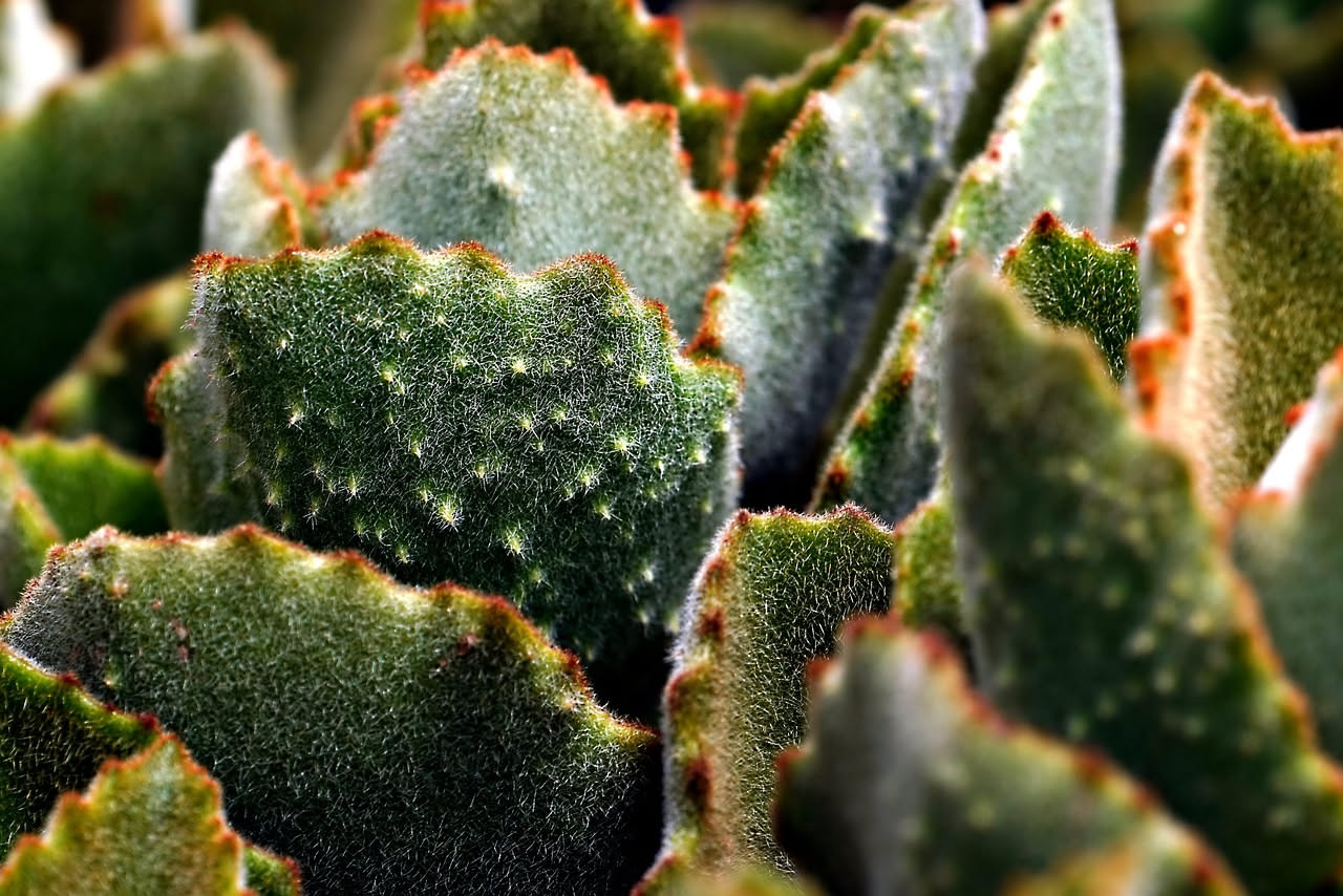 Composizione di piante grasse da esterno con rosette colorate e fioriture estive su un terrazzo soleggiato