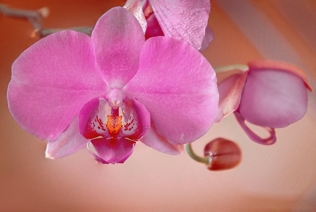Orchidea in vaso con foglie verdi sane ma senza fiori, su un davanzale luminoso